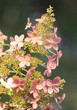 Rispenhortensie