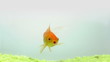 Goldfish on white background