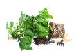 Photo: Tomato seedlings with flower and fruit on a white background Tomato seedlings with flower and fruit on a white background