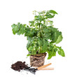 Photo: Tomato seedlings with flower and fruit on a white background Tomato seedlings with flower and fruit on a white background