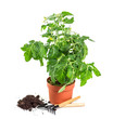 Photo: Tomato seedlings with flower and fruit on a white background Tomato seedlings with flower and fruit on a white background