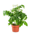 Photo: Tomato seedlings with flower and fruit on a white background Tomato seedlings with flower and fruit on a white background