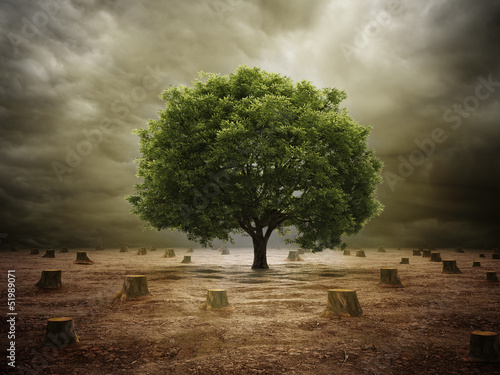 Illustration: Lonely tree in a deforested landscape Lonely tree in a deforested landscape