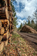 Stock de grumes