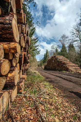 Photo: Stock de grumes Stock de grumes