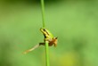 european treefrog