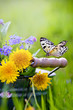 Foto: Schmetterling Schmetterling