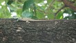 Chameleon nature