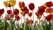 Video: Tracking shot of Tulips Tracking shot of Tulips