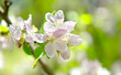 Photo: pink apple flowers pink apple flowers