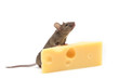 Mouse with cheese isolated on white