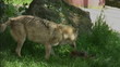 Hungry wolf  feeding