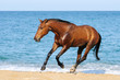 Photo: Bay horse running on the beach Bay horse running on the beach