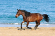 Photo: Chestnut horse running on the beach Chestnut horse running on the beach