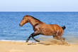 Photo: Bay horse playing in the sand Bay horse playing in the sand