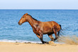 Photo: Bay horse playing in the sand Bay horse playing in the sand