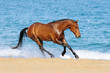 Photo: The horse runs on sea waves The horse runs on sea waves