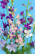 Delphinium flowers