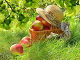 Apples in the Basket.