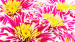 Red Chrysanthemum