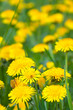 Plant of yellow  dandelions