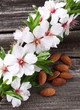 Foto: Almonds flowers Almonds flowers