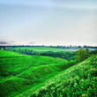 Summer Landscape