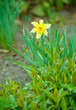Bright Daffodil