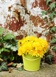 Dandelions with old wall