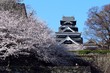 熊本城　天守閣と桜
