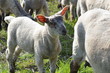 agneau