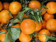Fresh oranges on the market