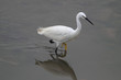 White egret