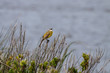 Yellow wagtail singing