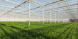 Young Chrysanthemum plants in a Dutch greenhouse