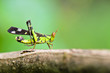 Photo: MONKEY-GRASSHOPPER MONKEY-GRASSHOPPER