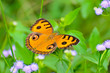 Photo: Peacock pansy butterfly Peacock pansy butterfly