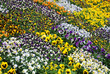 Potted pansies in all colours