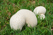 giant puffballs