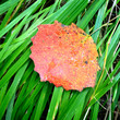 red leaf on the grass close-up