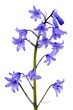 Agapanthe