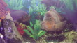 Fish in aquarium