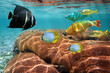 Foto: Colorful tropical fish and coral reef Colorful tropical fish and coral reef