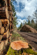 Souche et stock de grumes