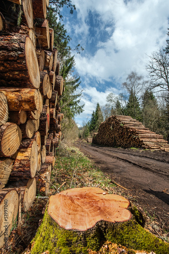 Photo: Souche et stock de grumes Souche et stock de grumes