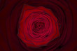 Rose in der Rose