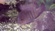 Fish in aquarium