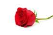 Photo: Beautiful red rose isolated on white background Beautiful red rose isolated on white background