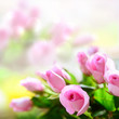 Rosenhintergrund