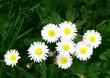 Foto: white daisies on meadow white daisies on meadow
